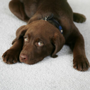 Adorable Chocolate Labrador Retriever Puppy on a Light Color Carpet