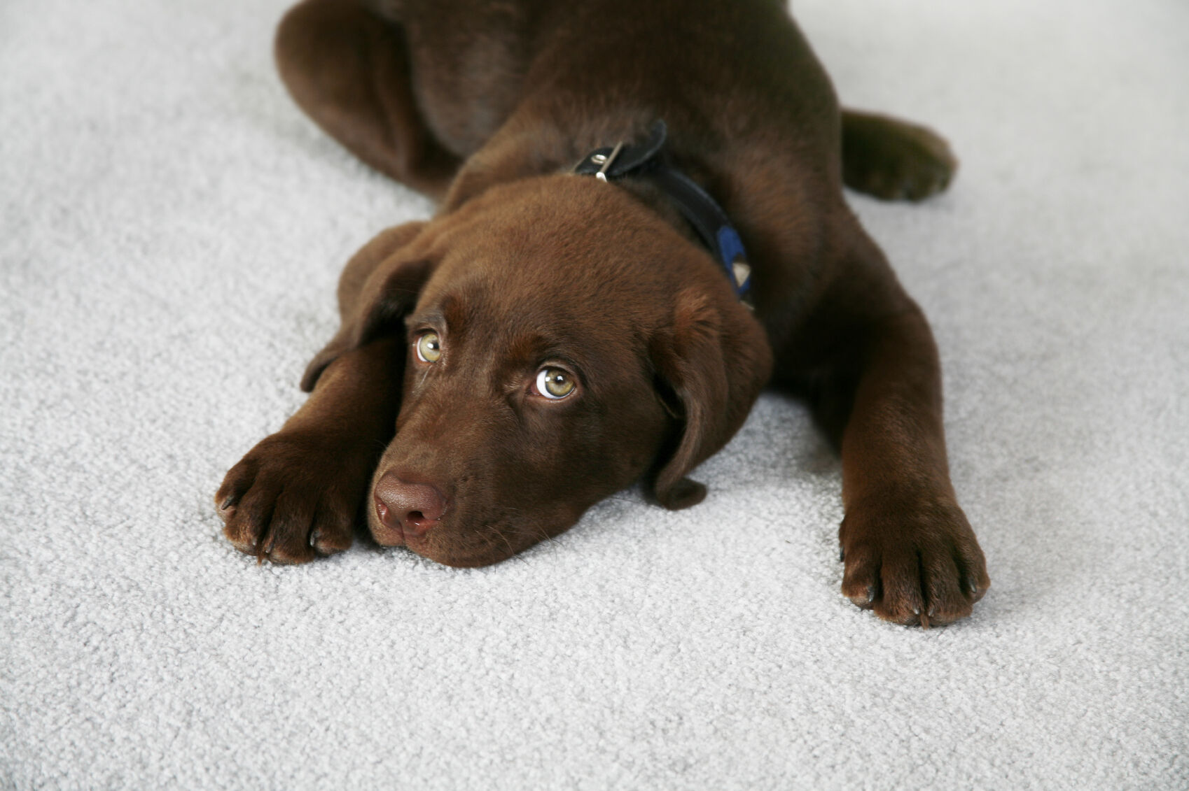 Adorable Chocolate Labrador Retriever Puppy on a Light Color Carpet